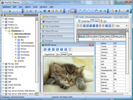 AnySQL Maestro Professional screenshot